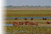 Llanos