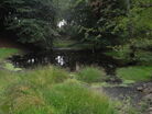 Seasonal Woods