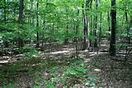 Woods
