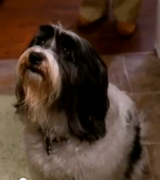 Buddy