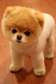 File:Boo!.jpg