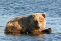 Coastal-brown-bear 7461