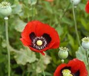 PapaverSomniferum2