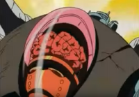 Skull-brain