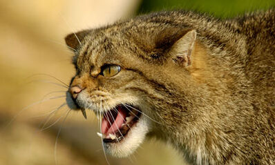 Scottish-Wildcat--001-1-