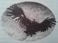 Eostra's eagle owl 3