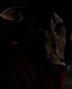 Pighead II