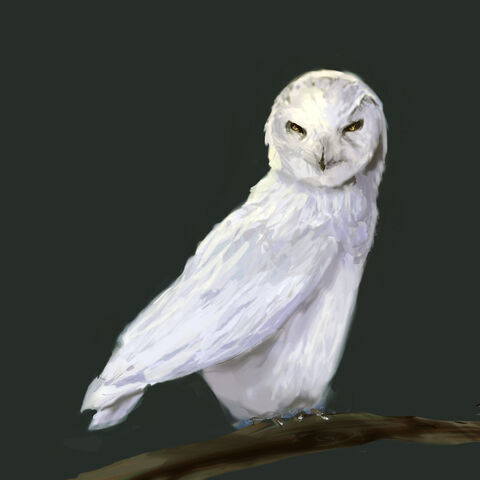 File:Owl Von Rothbart.jpg