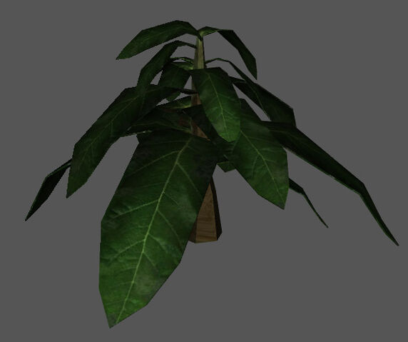 File:Plant.jpg