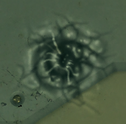 Welder Bullet Hole