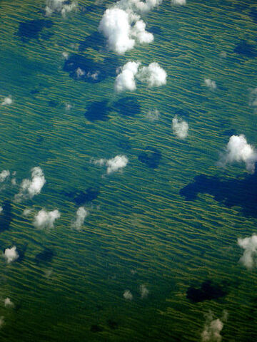 File:Primordialalgae.jpg