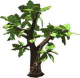 Apple tree