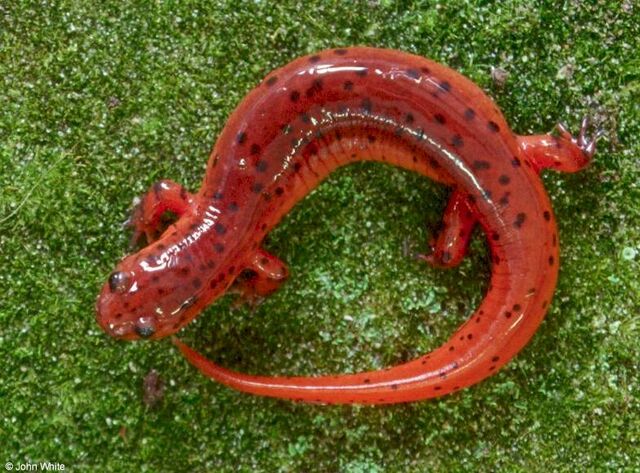 File:Eastern Mud Salamander.jpg