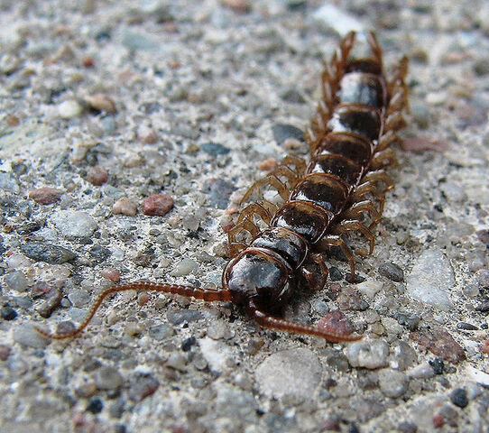 File:Centipede.jpg
