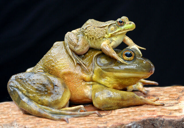 File:Bullfrog.jpg