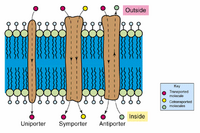 Membrane