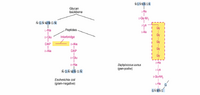 StructureOfPeptidoglycan2
