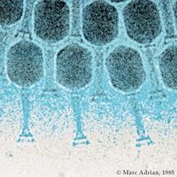 Bacteriophage