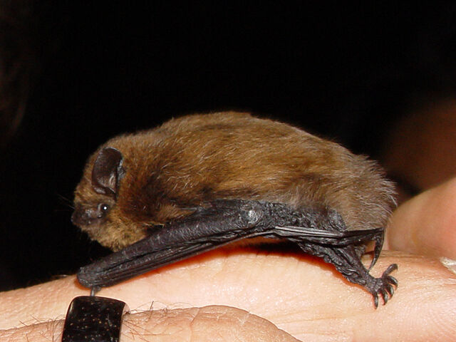 File:Pipistrellus pipistrellus lateral.jpg