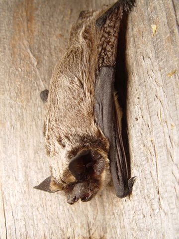 File:Vespertilio murinus 2.jpg