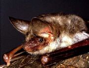 Vale-vleermuis-1-