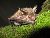 1myotis-bechsteinii-1-