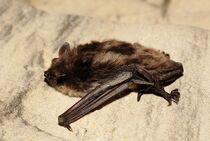 Myotis dasycneme