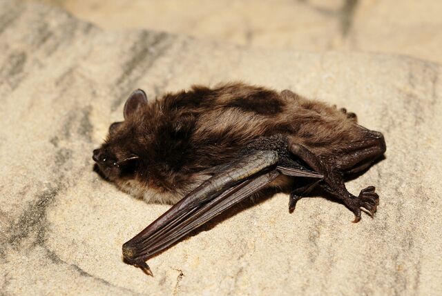 File:Myotis dasycneme.jpg