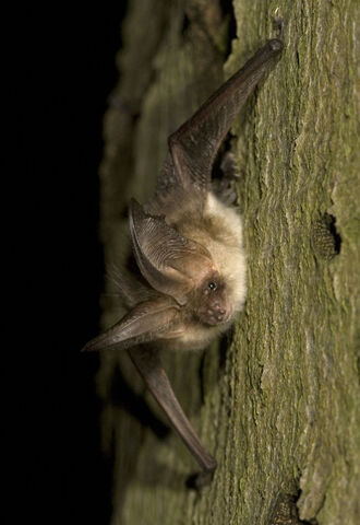File:Plecotus austriacus.jpg
