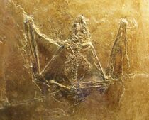 Palaeochiropteryx tupaiodon-1-