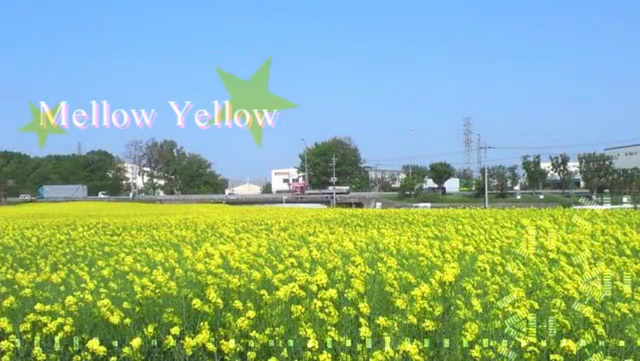 File:Mellow Yellow.png