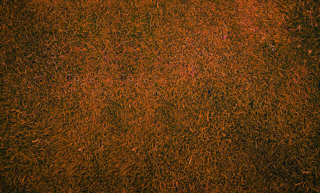 Bestand:Orange Grass.jpeg