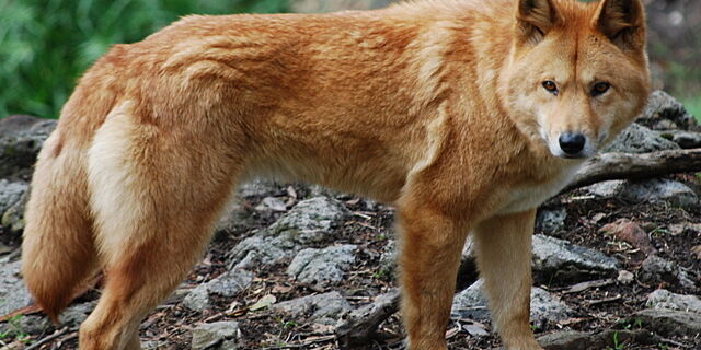 Файл:Artleo.com-23747.jpg