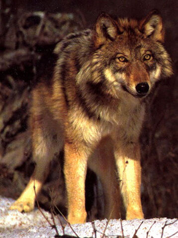 Файл:37159031Redwolf.jpg