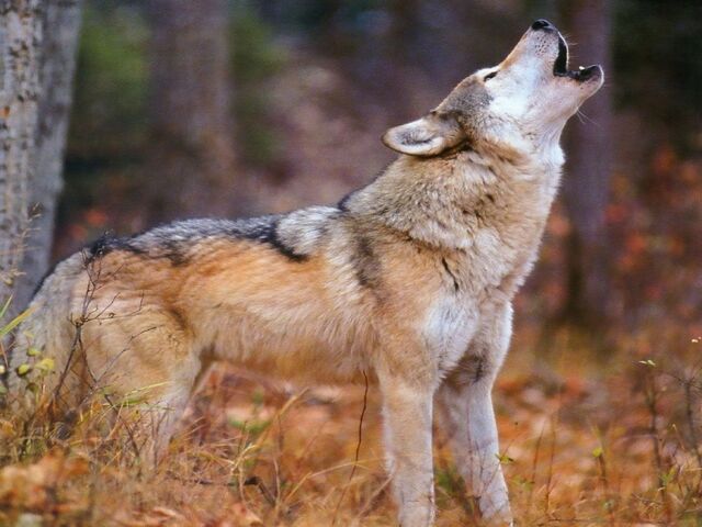 Файл:Howling-wolf 800x600.jpg