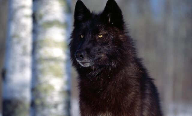 Файл:Black-wolf-wallpapers.jpg