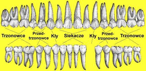 Plik:ZebyTarkina.jpg