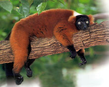 Lemur