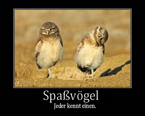 Datei:Spassvoegel.jpg