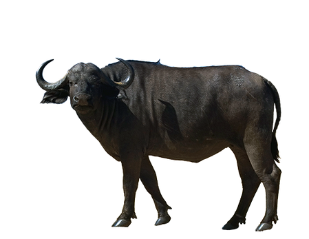 Buffalo