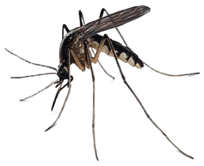 NOTTHEMOSQUITOES