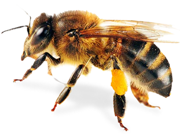 Bee-PNG-8
