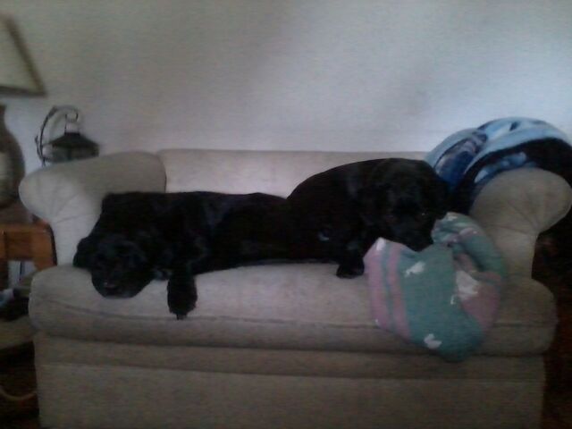 File:Puppers.jpg