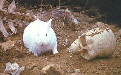 Killer Rabbit