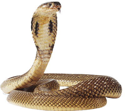 Cobra-snake-transparent-image