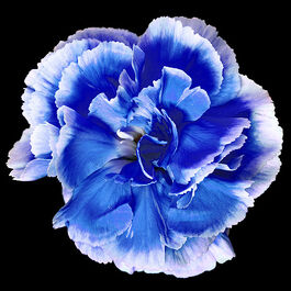 Blue carnation