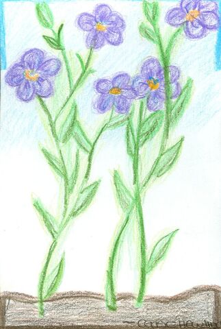 File:Cerise Hewling Flowers.jpg