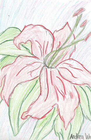 File:Andrea Wang The Lily.jpg