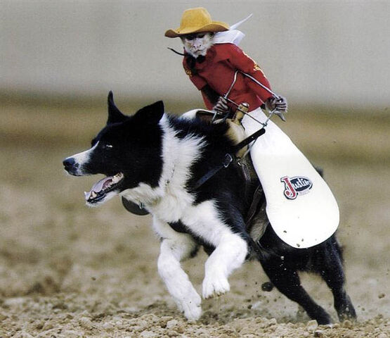 File:Monkey Riding a Dog.jpg