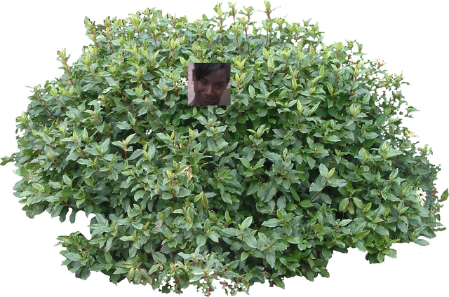 File:Bloxx's bush.png